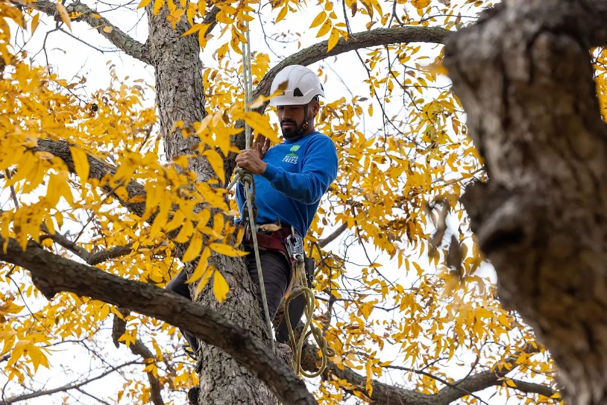 Skilled Tree Trimming crew working in Napavine